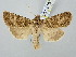  ( - BGE_ZSM_LEP_3105)  @11 [ ] by-nc-sa (2025) SNSB, Staatliche Naturwissenschaftliche Sammlungen Bayerns ZSM (SNSB, Zoologische Staatssammlung Muenchen)