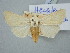  (Hecatera deserticola - BGE_ZSM_LEP_3107)  @11 [ ] by-nc-sa (2025) SNSB, Staatliche Naturwissenschaftliche Sammlungen Bayerns ZSM (SNSB, Zoologische Staatssammlung Muenchen)