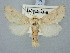  ( - BGE_ZSM_LEP_3114)  @11 [ ] by-nc-sa (2025) SNSB, Staatliche Naturwissenschaftliche Sammlungen Bayerns ZSM (SNSB, Zoologische Staatssammlung Muenchen)