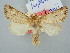  ( - BGE_ZSM_LEP_3119)  @11 [ ] by-nc-sa (2025) SNSB, Staatliche Naturwissenschaftliche Sammlungen Bayerns ZSM (SNSB, Zoologische Staatssammlung Muenchen)