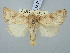  ( - BGE_ZSM_LEP_3120)  @11 [ ] by-nc-sa (2025) SNSB, Staatliche Naturwissenschaftliche Sammlungen Bayerns ZSM (SNSB, Zoologische Staatssammlung Muenchen)