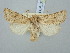  ( - BGE_ZSM_LEP_3121)  @11 [ ] by-nc-sa (2025) SNSB, Staatliche Naturwissenschaftliche Sammlungen Bayerns ZSM (SNSB, Zoologische Staatssammlung Muenchen)