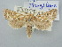  ( - BGE_ZSM_LEP_3125)  @11 [ ] by-nc-sa (2025) SNSB, Staatliche Naturwissenschaftliche Sammlungen Bayerns ZSM (SNSB, Zoologische Staatssammlung Muenchen)