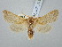  ( - BGE_ZSM_LEP_3126)  @11 [ ] by-nc-sa (2025) SNSB, Staatliche Naturwissenschaftliche Sammlungen Bayerns ZSM (SNSB, Zoologische Staatssammlung Muenchen)