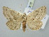  ( - BGE_ZSM_LEP_3128)  @11 [ ] by-nc-sa (2025) SNSB, Staatliche Naturwissenschaftliche Sammlungen Bayerns ZSM (SNSB, Zoologische Staatssammlung Muenchen)