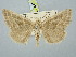  ( - BGE_ZSM_LEP_3130)  @11 [ ] by-nc-sa (2025) SNSB, Staatliche Naturwissenschaftliche Sammlungen Bayerns ZSM (SNSB, Zoologische Staatssammlung Muenchen)