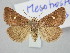  ( - BGE_ZSM_LEP_3134)  @11 [ ] by-nc-sa (2025) SNSB, Staatliche Naturwissenschaftliche Sammlungen Bayerns ZSM (SNSB, Zoologische Staatssammlung Muenchen)