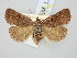  ( - BGE_ZSM_LEP_3135)  @11 [ ] by-nc-sa (2025) SNSB, Staatliche Naturwissenschaftliche Sammlungen Bayerns ZSM (SNSB, Zoologische Staatssammlung Muenchen)
