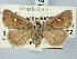  ( - BGE_ZSM_LEP_3136)  @11 [ ] by-nc-sa (2025) SNSB, Staatliche Naturwissenschaftliche Sammlungen Bayerns ZSM (SNSB, Zoologische Staatssammlung Muenchen)