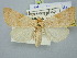  ( - BGE_ZSM_LEP_3137)  @11 [ ] by-nc-sa (2025) SNSB, Staatliche Naturwissenschaftliche Sammlungen Bayerns ZSM (SNSB, Zoologische Staatssammlung Muenchen)