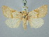  ( - BGE_ZSM_LEP_3138)  @11 [ ] by-nc-sa (2025) SNSB, Staatliche Naturwissenschaftliche Sammlungen Bayerns ZSM (SNSB, Zoologische Staatssammlung Muenchen)