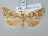  ( - BGE_ZSM_LEP_3147)  @11 [ ] by-nc-sa (2025) SNSB, Staatliche Naturwissenschaftliche Sammlungen Bayerns ZSM (SNSB, Zoologische Staatssammlung Muenchen)