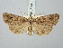  ( - BGE_ZSM_LEP_3148)  @11 [ ] by-nc-sa (2025) SNSB, Staatliche Naturwissenschaftliche Sammlungen Bayerns ZSM (SNSB, Zoologische Staatssammlung Muenchen)