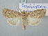  ( - BGE_ZSM_LEP_3158)  @11 [ ] by-nc-sa (2025) SNSB, Staatliche Naturwissenschaftliche Sammlungen Bayerns ZSM (SNSB, Zoologische Staatssammlung Muenchen)