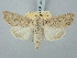  ( - BGE_ZSM_LEP_3159)  @11 [ ] by-nc-sa (2025) SNSB, Staatliche Naturwissenschaftliche Sammlungen Bayerns ZSM (SNSB, Zoologische Staatssammlung Muenchen)