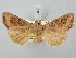  ( - BGE_ZSM_LEP_3162)  @11 [ ] by-nc-sa (2025) SNSB, Staatliche Naturwissenschaftliche Sammlungen Bayerns ZSM (SNSB, Zoologische Staatssammlung Muenchen)
