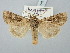 ( - BGE_ZSM_LEP_3163)  @11 [ ] by-nc-sa (2025) SNSB, Staatliche Naturwissenschaftliche Sammlungen Bayerns ZSM (SNSB, Zoologische Staatssammlung Muenchen)