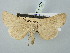  ( - BGE_ZSM_LEP_3170)  @11 [ ] by-nc-sa (2025) SNSB, Staatliche Naturwissenschaftliche Sammlungen Bayerns ZSM (SNSB, Zoologische Staatssammlung Muenchen)