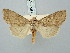  ( - BGE_ZSM_LEP_3172)  @11 [ ] by-nc-sa (2025) SNSB, Staatliche Naturwissenschaftliche Sammlungen Bayerns ZSM (SNSB, Zoologische Staatssammlung Muenchen)