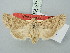  ( - BGE_ZSM_LEP_3173)  @11 [ ] by-nc-sa (2025) SNSB, Staatliche Naturwissenschaftliche Sammlungen Bayerns ZSM (SNSB, Zoologische Staatssammlung Muenchen)