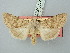  ( - BGE_ZSM_LEP_3174)  @11 [ ] by-nc-sa (2025) SNSB, Staatliche Naturwissenschaftliche Sammlungen Bayerns ZSM (SNSB, Zoologische Staatssammlung Muenchen)