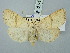  (Rusina apfelbecki - BGE_ZSM_LEP_3179)  @11 [ ] by-nc-sa (2025) SNSB, Staatliche Naturwissenschaftliche Sammlungen Bayerns ZSM (SNSB, Zoologische Staatssammlung Muenchen)