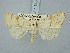  ( - BGE_ZSM_LEP_3180)  @11 [ ] by-nc-sa (2025) SNSB, Staatliche Naturwissenschaftliche Sammlungen Bayerns ZSM (SNSB, Zoologische Staatssammlung Muenchen)