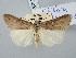  ( - BGE_ZSM_LEP_3186)  @11 [ ] by-nc-sa (2025) SNSB, Staatliche Naturwissenschaftliche Sammlungen Bayerns ZSM (SNSB, Zoologische Staatssammlung Muenchen)