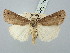 ( - BGE_ZSM_LEP_3188)  @11 [ ] by-nc-sa (2025) SNSB, Staatliche Naturwissenschaftliche Sammlungen Bayerns ZSM (SNSB, Zoologische Staatssammlung Muenchen)