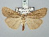  ( - BGE_ZSM_LEP_3191)  @11 [ ] by-nc-sa (2025) SNSB, Staatliche Naturwissenschaftliche Sammlungen Bayerns ZSM (SNSB, Zoologische Staatssammlung Muenchen)