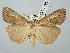  ( - BGE_ZSM_LEP_3192)  @11 [ ] by-nc-sa (2025) SNSB, Staatliche Naturwissenschaftliche Sammlungen Bayerns ZSM (SNSB, Zoologische Staatssammlung Muenchen)