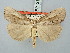  ( - BGE_ZSM_LEP_3193)  @11 [ ] by-nc-sa (2025) SNSB, Staatliche Naturwissenschaftliche Sammlungen Bayerns ZSM (SNSB, Zoologische Staatssammlung Muenchen)