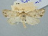  ( - BGE_ZSM_LEP_3197)  @11 [ ] by-nc-sa (2025) SNSB, Staatliche Naturwissenschaftliche Sammlungen Bayerns ZSM (SNSB, Zoologische Staatssammlung Muenchen)