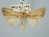  ( - BGE_ZSM_LEP_3198)  @11 [ ] by-nc-sa (2025) SNSB, Staatliche Naturwissenschaftliche Sammlungen Bayerns ZSM (SNSB, Zoologische Staatssammlung Muenchen)