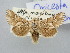  (Oxicesta chamoenices - BGE_ZSM_LEP_3205)  @11 [ ] by-nc-sa (2025) SNSB, Staatliche Naturwissenschaftliche Sammlungen Bayerns ZSM (SNSB, Zoologische Staatssammlung Muenchen)