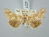  ( - BGE_ZSM_LEP_3206)  @11 [ ] by-nc-sa (2025) SNSB, Staatliche Naturwissenschaftliche Sammlungen Bayerns ZSM (SNSB, Zoologische Staatssammlung Muenchen)