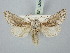  ( - BGE_ZSM_LEP_3209)  @11 [ ] by-nc-sa (2025) SNSB, Staatliche Naturwissenschaftliche Sammlungen Bayerns ZSM (SNSB, Zoologische Staatssammlung Muenchen)