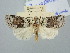  ( - BGE_ZSM_LEP_3212)  @11 [ ] by-nc-sa (2025) SNSB, Staatliche Naturwissenschaftliche Sammlungen Bayerns ZSM (SNSB, Zoologische Staatssammlung Muenchen)
