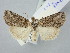  ( - BGE_ZSM_LEP_3222)  @11 [ ] by-nc-sa (2025) SNSB, Staatliche Naturwissenschaftliche Sammlungen Bayerns ZSM (SNSB, Zoologische Staatssammlung Muenchen)