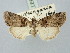  ( - BGE_ZSM_LEP_3224)  @11 [ ] by-nc-sa (2025) SNSB, Staatliche Naturwissenschaftliche Sammlungen Bayerns ZSM (SNSB, Zoologische Staatssammlung Muenchen)