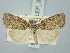  ( - BGE_ZSM_LEP_3225)  @11 [ ] by-nc-sa (2025) SNSB, Staatliche Naturwissenschaftliche Sammlungen Bayerns ZSM (SNSB, Zoologische Staatssammlung Muenchen)