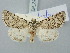  ( - BGE_ZSM_LEP_3226)  @11 [ ] by-nc-sa (2025) SNSB, Staatliche Naturwissenschaftliche Sammlungen Bayerns ZSM (SNSB, Zoologische Staatssammlung Muenchen)