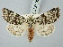  ( - BGE_ZSM_LEP_3227)  @11 [ ] by-nc-sa (2025) SNSB, Staatliche Naturwissenschaftliche Sammlungen Bayerns ZSM (SNSB, Zoologische Staatssammlung Muenchen)