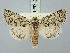  ( - BGE_ZSM_LEP_3228)  @11 [ ] by-nc-sa (2025) SNSB, Staatliche Naturwissenschaftliche Sammlungen Bayerns ZSM (SNSB, Zoologische Staatssammlung Muenchen)