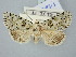  ( - BGE_ZSM_LEP_3233)  @11 [ ] by-nc-sa (2025) SNSB, Staatliche Naturwissenschaftliche Sammlungen Bayerns ZSM (SNSB, Zoologische Staatssammlung Muenchen)