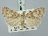  ( - BGE_ZSM_LEP_3234)  @11 [ ] by-nc-sa (2025) SNSB, Staatliche Naturwissenschaftliche Sammlungen Bayerns ZSM (SNSB, Zoologische Staatssammlung Muenchen)