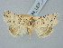  ( - BGE_ZSM_LEP_3243)  @11 [ ] by-nc-sa (2025) SNSB, Staatliche Naturwissenschaftliche Sammlungen Bayerns ZSM (SNSB, Zoologische Staatssammlung Muenchen)