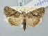  ( - BGE_ZSM_LEP_3245)  @11 [ ] by-nc-sa (2025) SNSB, Staatliche Naturwissenschaftliche Sammlungen Bayerns ZSM (SNSB, Zoologische Staatssammlung Muenchen)