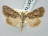  ( - BGE_ZSM_LEP_3246)  @11 [ ] by-nc-sa (2025) SNSB, Staatliche Naturwissenschaftliche Sammlungen Bayerns ZSM (SNSB, Zoologische Staatssammlung Muenchen)