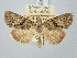  ( - BGE_ZSM_LEP_3247)  @11 [ ] by-nc-sa (2025) SNSB, Staatliche Naturwissenschaftliche Sammlungen Bayerns ZSM (SNSB, Zoologische Staatssammlung Muenchen)